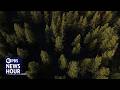 Carbon credit program pays small landowners to keep forests standing