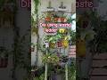 DIY Ladder Plant Stand | Old to Gold Jugadu Idea 🌿✨ #ladder #outofwaste #diyideas