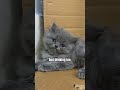 🤓👍 #catentertainment #cat #viral #kitten #catmusic #catvideos #catshorts #catlovers #shortsviral