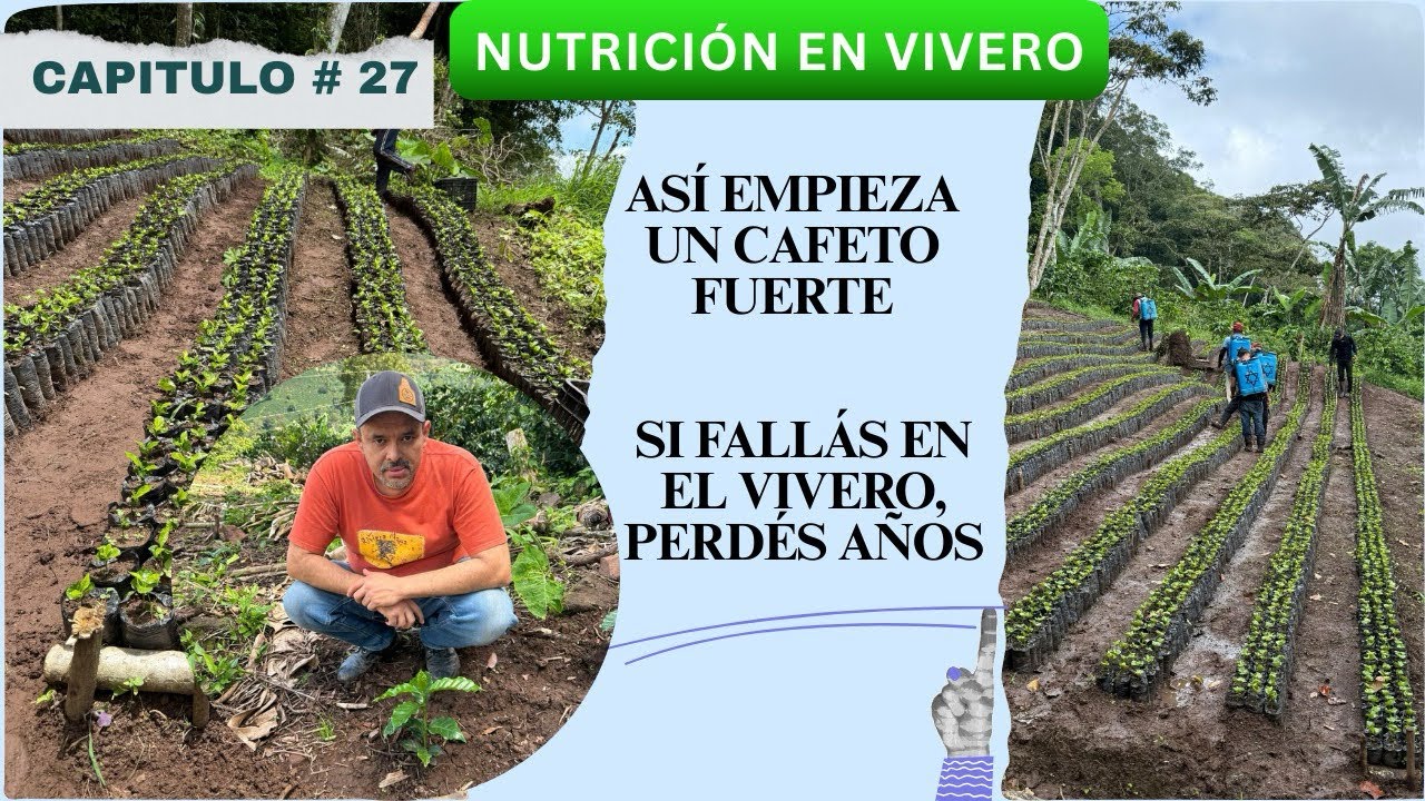 ¿Por qué muchos cafetos fallan desde el vivero? #nutricióninteligente #coffee 