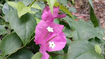 Ngân Hà Vang khúc Tương Tư