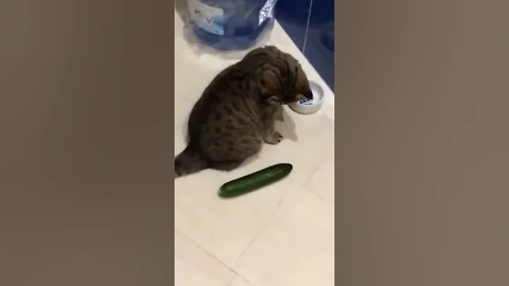 Cats Scared By Cucumbers!