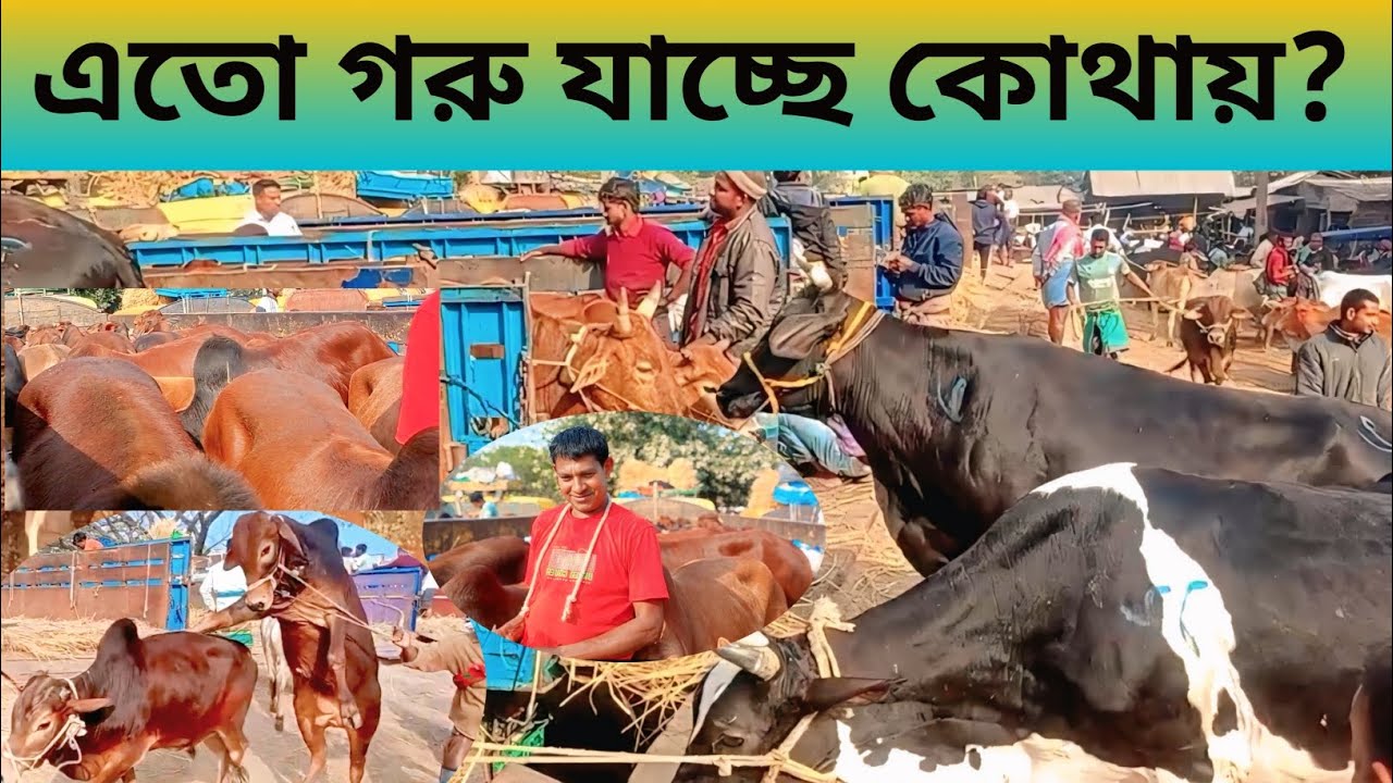 এতো গরু যাচ্ছে কোথায়?  জয়পুরহাট নতুনহাট। #cow #popular #viral @haterkotha 