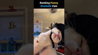 Ranking Funny Dramatic Cats