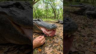10ft gator’s teeth! #gator