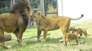 Heartwarming Lion Family Moment: Silk Cuddles Earth 💖🦁