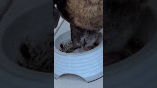 Dog drinking water slow mo