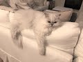 Persian Cat, Doll Face ,Chinchilla Silver の動画、YouTube動画。