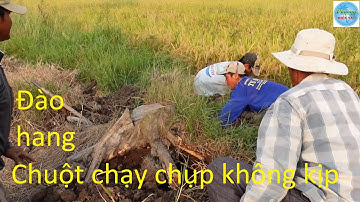 488 | Ra đồng bắt chuột mùa cắt lúa | Mouse