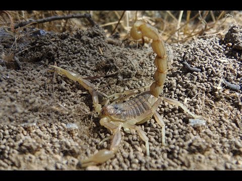Common yellow scorpion or alacran