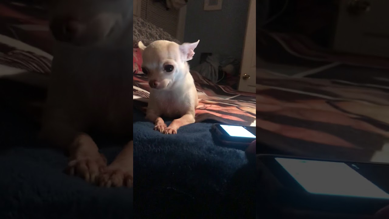 science project, does music affect animal behavior pt.2 YouTube