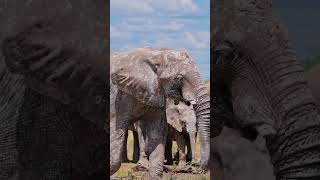 Botswana threatens Germany to send 20,000 elephants. #shorts #elephants #animalhunting #animalists