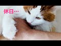 やっぱり猫って可愛いですね、という動画【メインクーン】