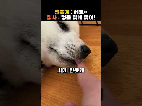 미국에서 진돗개 DNA 정품 인증하는 순간