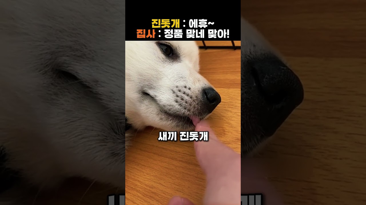 미국에서 진돗개 DNA 정품 인증하는 순간
