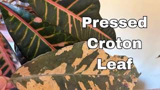 Look What Happened When I Pressed a Croton Leaf
