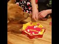 Video of adoptable pet named Jazz