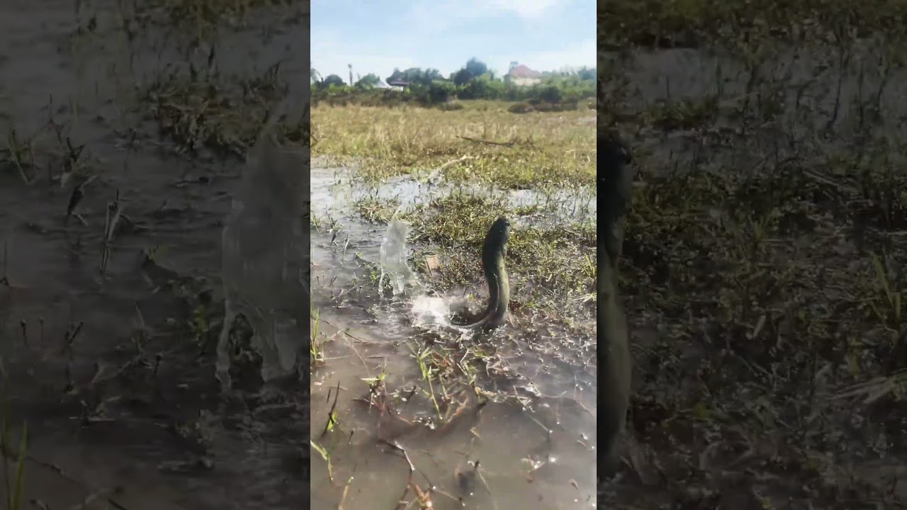 The fish are very big and lively.​ 