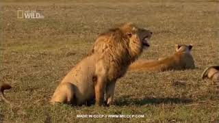 Singa Tertawa Ngakak