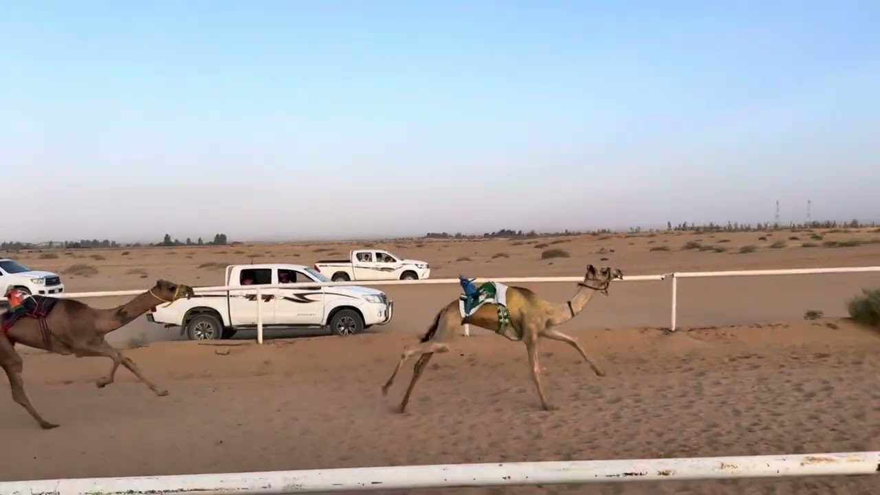 حصري/محمد خميس النواق الشراري
