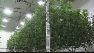 Oklahoma votes against recreational marijuana