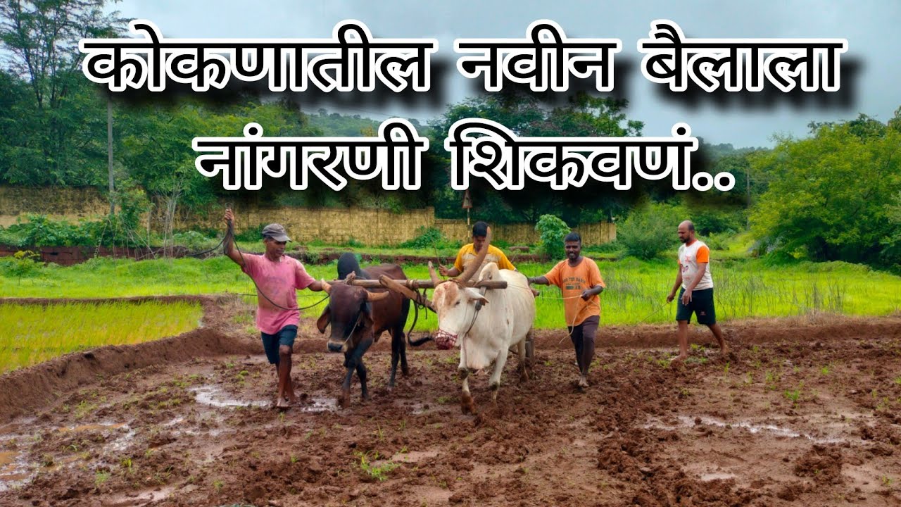 कोकणातील नवीन बैलाला कशा प्रकारे नांगरणी शिकवणं दिली जाते बघा ll #आपलं_कोकण🏝️ #viral #viralvideo