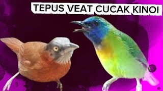 Download lagu TEPUS KEPALA ABU GACOR DAN CUCAK KINOI NYRECET !! UNTUK MASTERAN 
