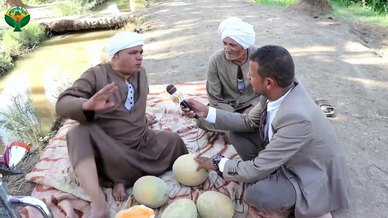 انطلاق موسم حصاد فاكهة الكنتالوب