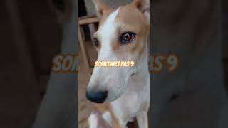 Famous did you get it ? 😂🐶#fyp #youtubeshorts #dogshorts #dog #fyp #cutedog #puppy #dogs #puppy #fyp Net Worth