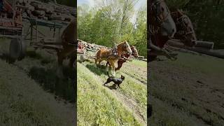DRAFT HORSES Pulling out my STUCK Skid Steer!!!