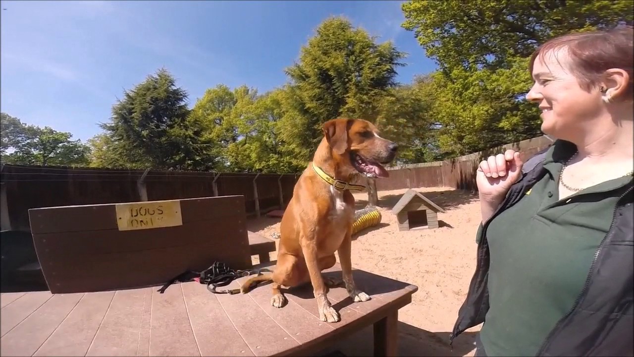 Kenilworth Dog Trust Opening Hours