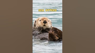 Sea Otters fun facts for kids in 30 seconds #shorts