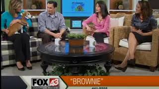HRS Pet Pals: Brownie