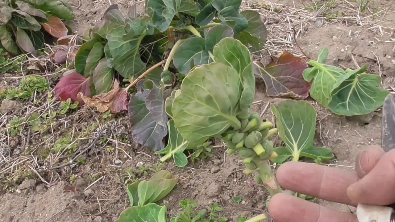 ちょこ農 芽キャベツの手入れと収穫 18年2月21日農業記録 Youtube