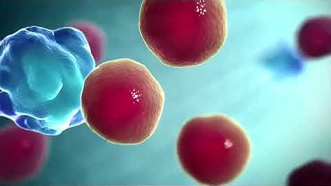 Immune System and Immune Response Animation