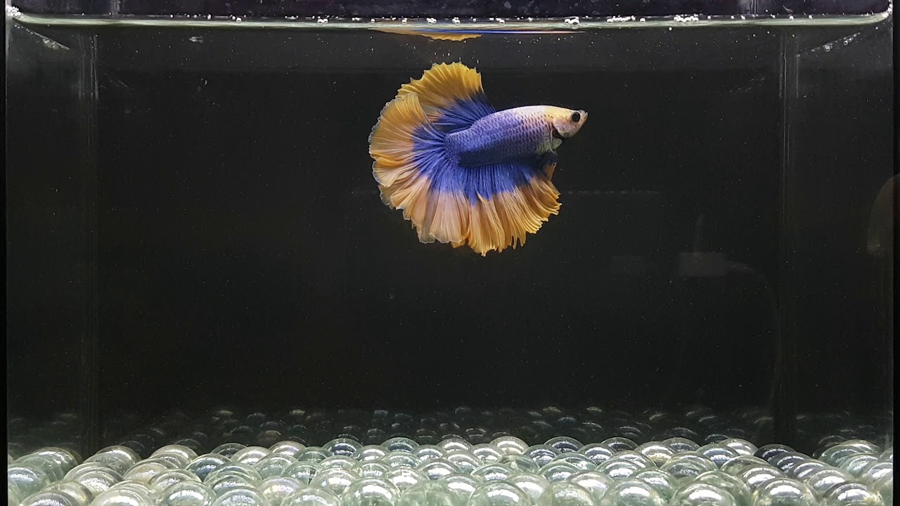 Male Betta MY104 Sweden Mustard Gas OHM Premium Grade for Breeding