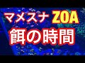 海水水槽  週一回  マメスナ餌の時間   ZOA