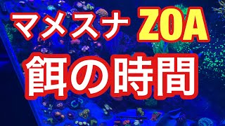 海水水槽  週一回  マメスナ餌の時間   ZOA