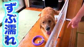 大雨でも気にしないレトリバーまるくん