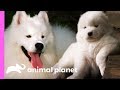 Fussy Samoyed Puppy Makes An Unlikely New Best Friend | Too Cute! の動画、YouTube動画。