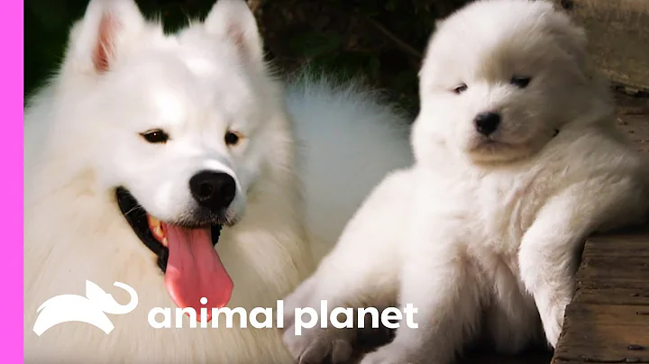 Fussy Samoyed Puppy Makes An Unlikely New Best Friend | Too Cute! - DayDayNews