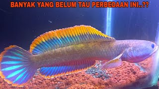 Perbedaan Ikan Channa Limbata Di Sungai Dan Sawah/Empang || Mancing Channa Limbata Galak