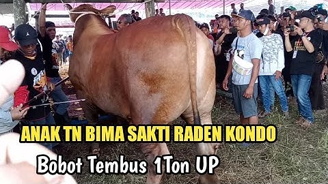 Proses Penimbangan Anak Sapi BIMA SAKTI Bikin Pengunjung Kontes Heboh || Kontes Sapi Jember 2022