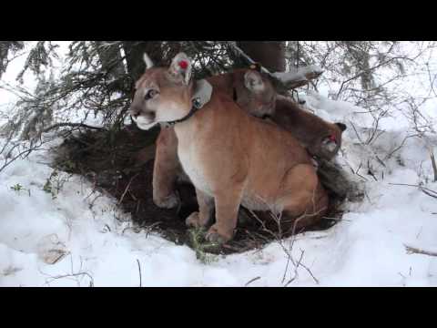 Cougar Mountain Lion Puma Facts, Photos, Sounds, News and Videos