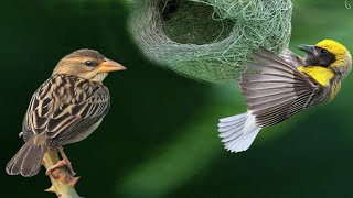 Baya Weaver Birds Life Story | Complete Documentary on Baya Weaver Birds by Abdul Majeed Batti