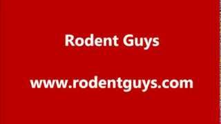 Rancho Cucamonga Gopher Control | Rodent Guys