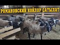 Шашылыңыздар! Романовский КОЙЛОР сатылат