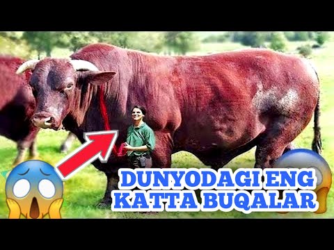 Gina Wild bilan retro porno orgies