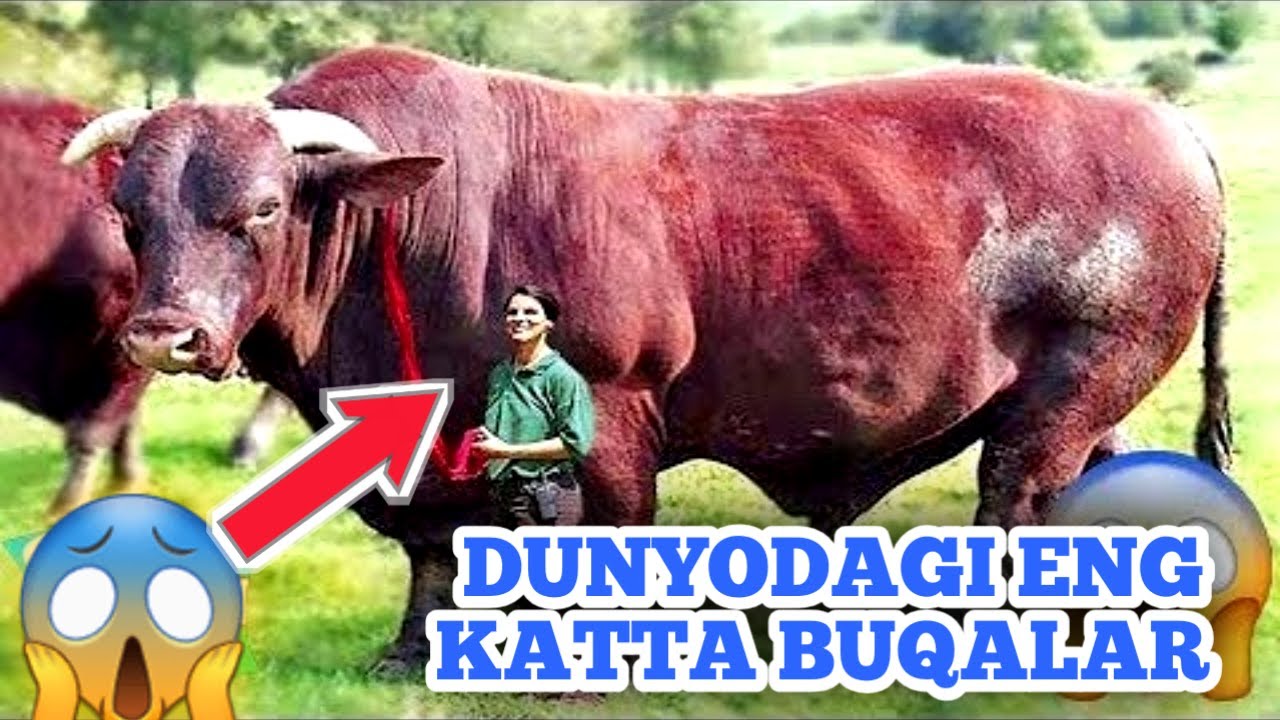 Eng katta qotoq