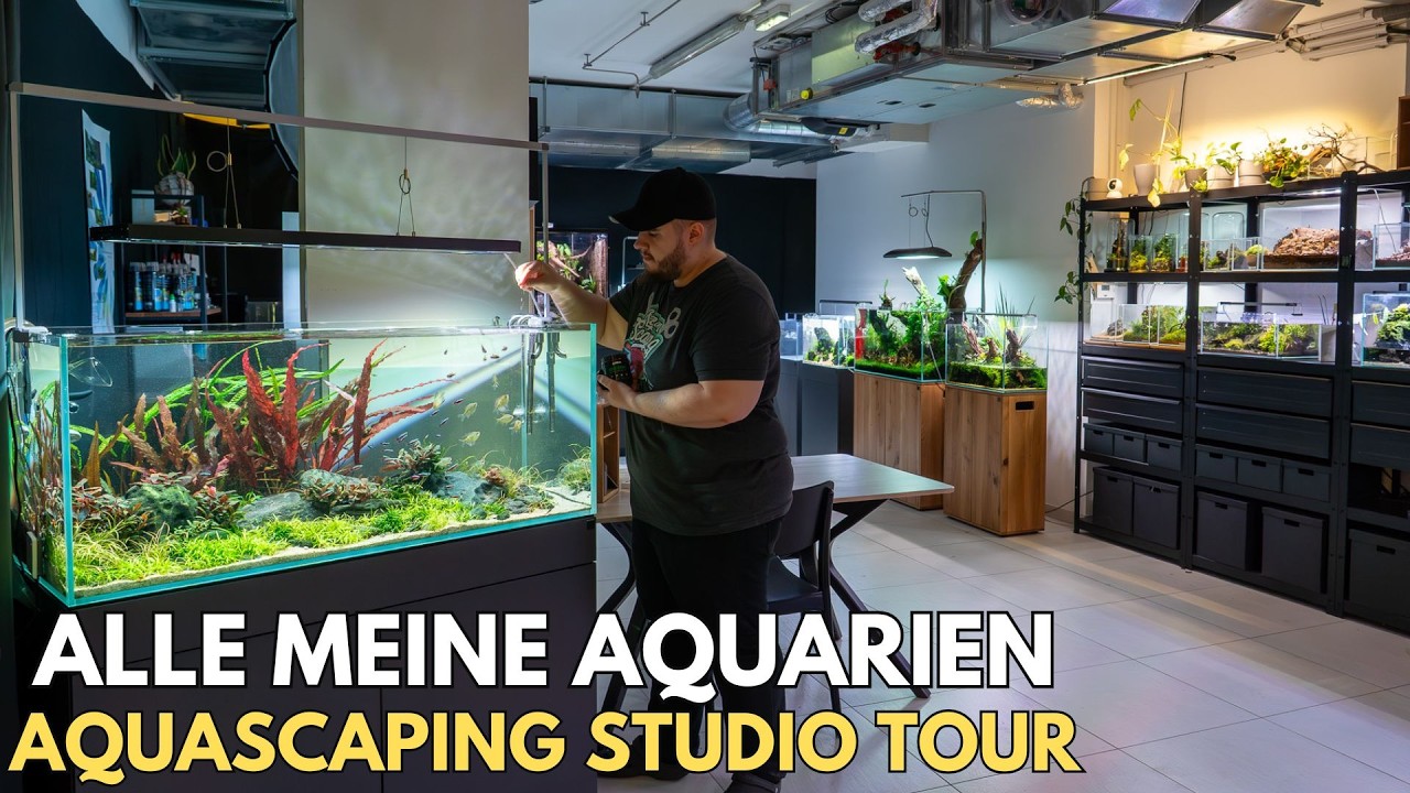 Alle meine Aquarien! Komplette Aquascaping Studio Tour (März 2026)
